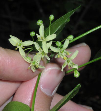 Ptelea trifoliata femaleflowers.jpg (31680 bytes)
