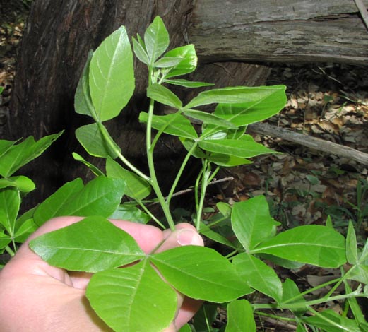 Ptelea trifoliata leafarrangement.jpg (64974 bytes)