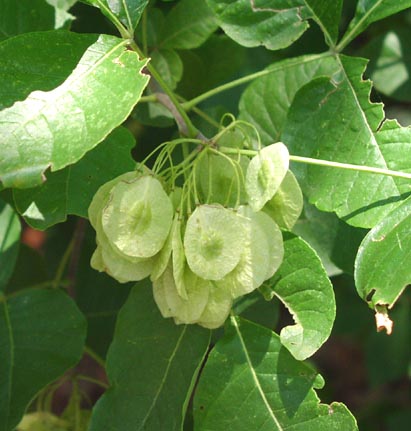 Ptelea trifoliata youngfruits3.jpg (42185 bytes)