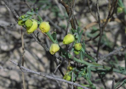 Thamnosma texana flowers2.jpg (29349 bytes)