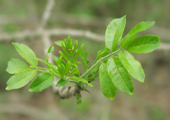 Zanthoxylum hirsutum youngleaves.jpg (30189 bytes)