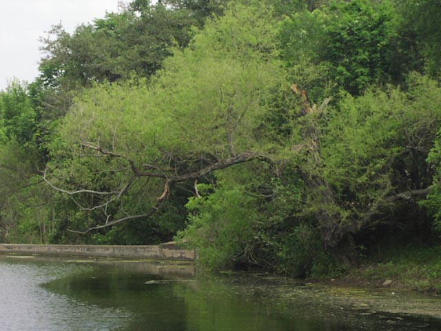 Salix nigra habit.jpg (71425 bytes)