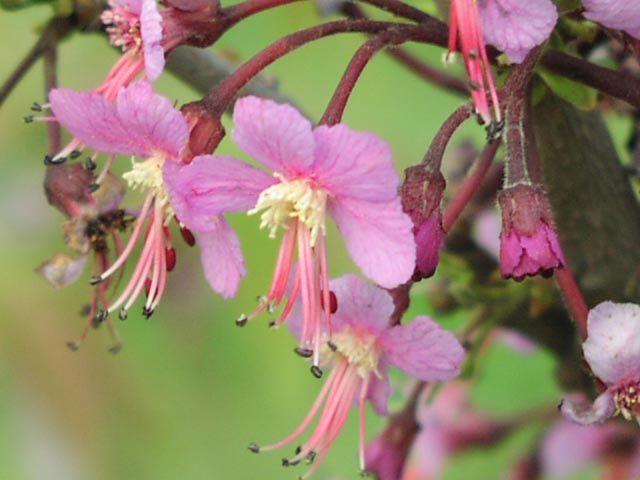 Ungnadia speciosa flowercloseup3.jpg (46872 bytes)