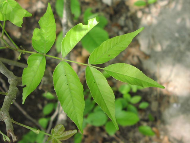 Ungnadia speciosa leafcloseup.jpg (47142 bytes)