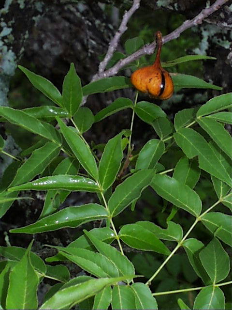 ugnadia.speciosa.jpg (59813 bytes)