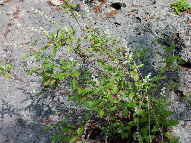 Buddleja racemosa habit1.jpg (125904 bytes)