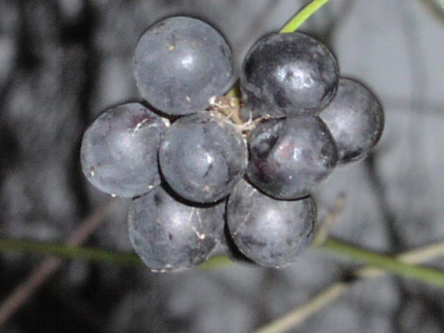 Smilax bona-nox fruits.JPG (39305 bytes)