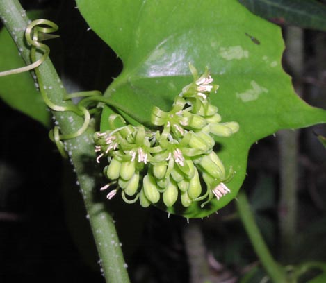 Smilax bona-nox inflorescence.jpg (32765 bytes)