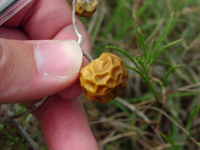 Solanum dimidiatum fruit.jpg (40041 bytes)