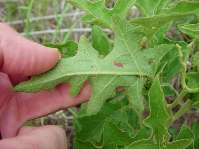 Solanum dimidiatum leafunderside.jpg (55841 bytes)