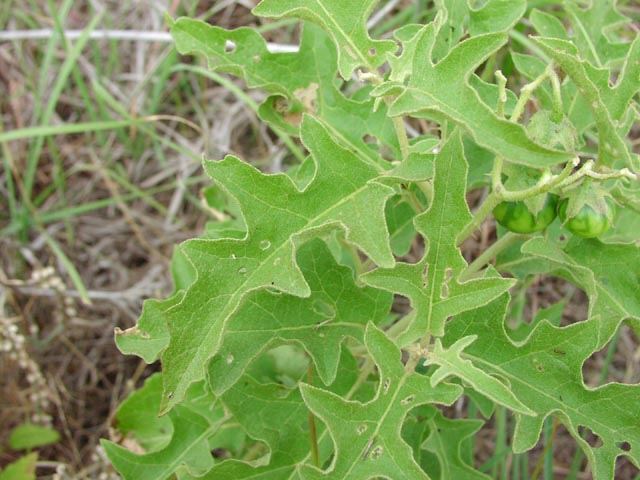 Solanum dimidiatum leaves.jpg (67768 bytes)
