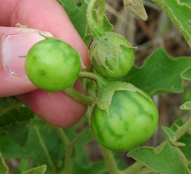 Solanum dimidiatum youngfruits.jpg (25440 bytes)