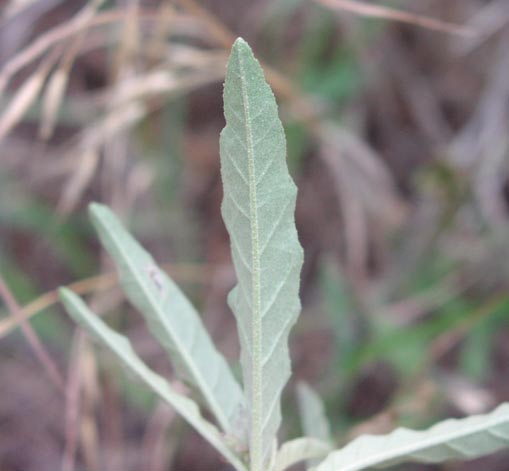 Solanum eleagnifolium leafunderside.jpg (26542 bytes)