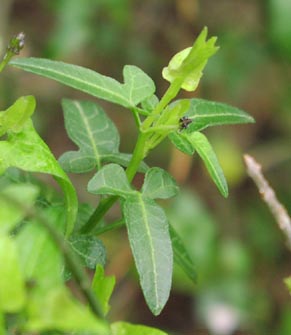 Solanum triquetrum leaves.jpg (20005 bytes)
