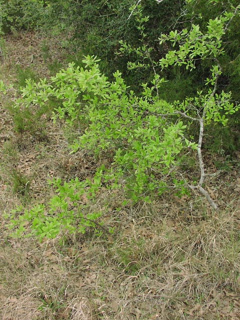 Bumelia lanuginosa habit1.jpg (135498 bytes)