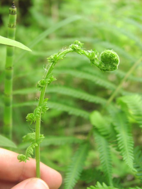 Thelypteris kunthii fiddleheadunraveling.jpg (37181 bytes)