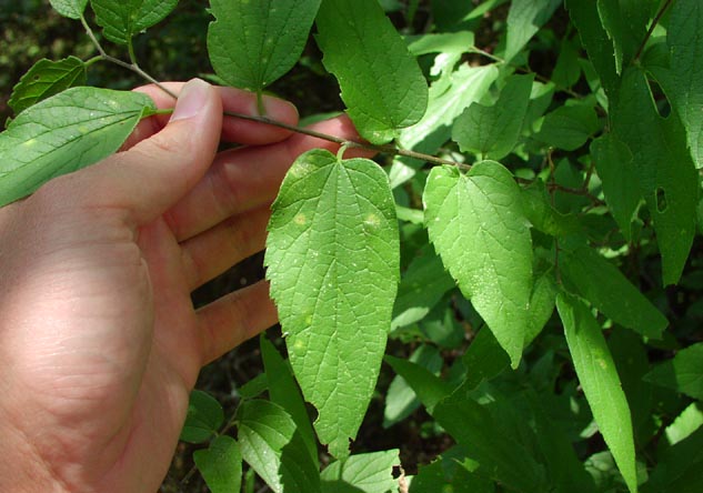 Celtis laevigata leavesserrated.jpg (57820 bytes)