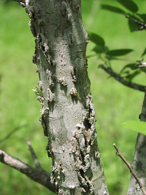 Celtis reticulata warts2.jpg (66341 bytes)