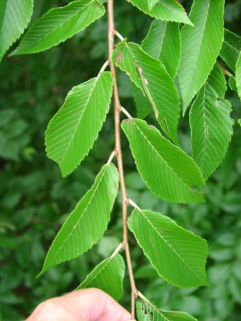 Ulmus americana leaves4.jpg (67061 bytes)