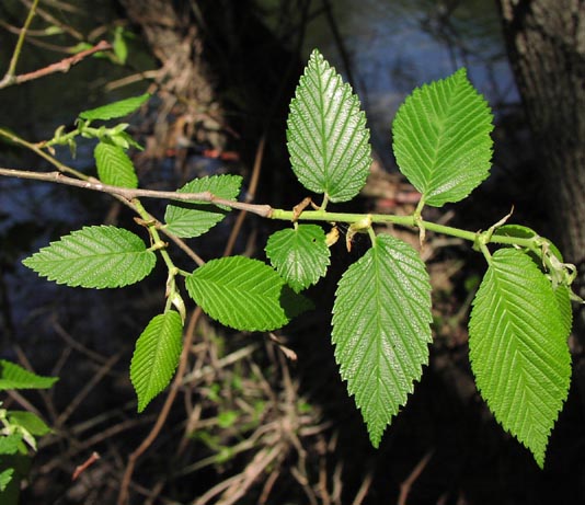 Ulmus americana youngleaves.jpg (64040 bytes)