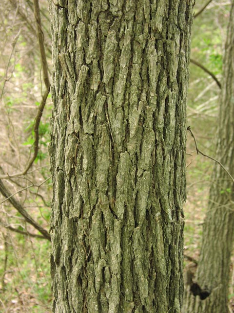 Ulmus crassifolia bark.jpg (95428 bytes)