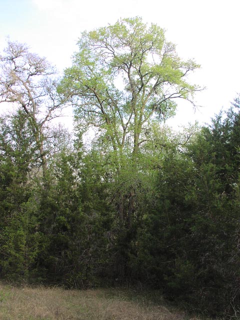 Ulmus crassifolia bigtree.jpg (82631 bytes)