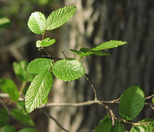 Ulmus crassifolia venation.jpg (38747 bytes)