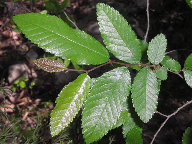 Ulmus crassifolia youngleaves.jpg (73787 bytes)