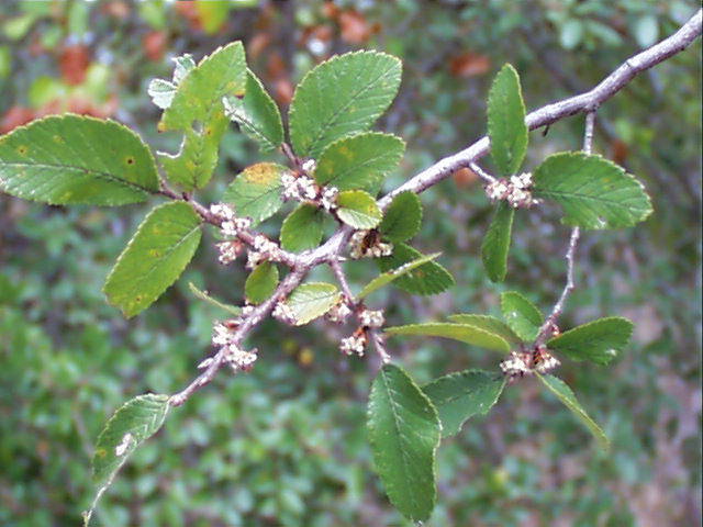 ulmus.crassifolia.flw.1.jpg (58174 bytes)