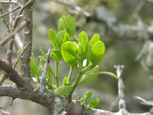 Phoradendron tomentosum baby.jpg (65550 bytes)