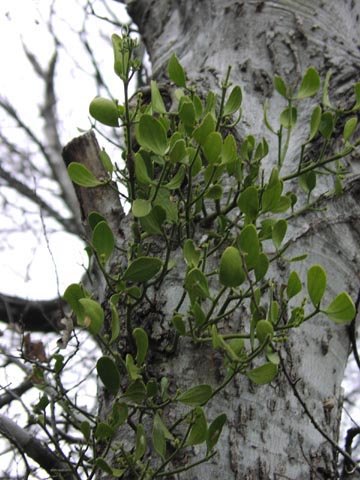 Phoradendron tomentosum hackberry.JPG (52537 bytes)