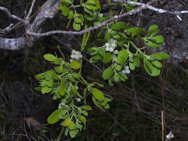 phoradendron fruits.jpg (59961 bytes)