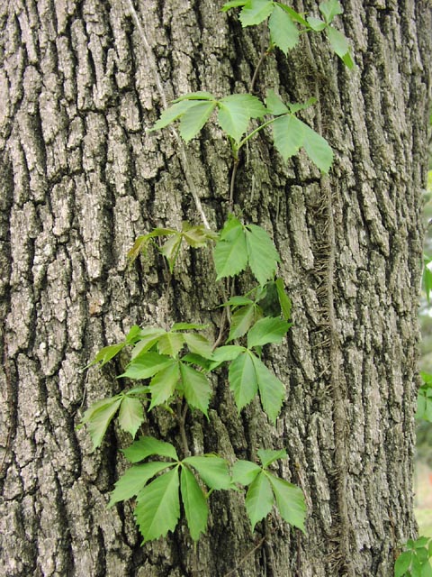 Parthenocissus quinquefolia (Virginia creeper)