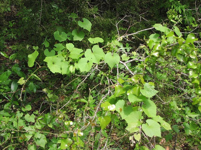 Vitis berlandieri habit.jpg (126624 bytes)