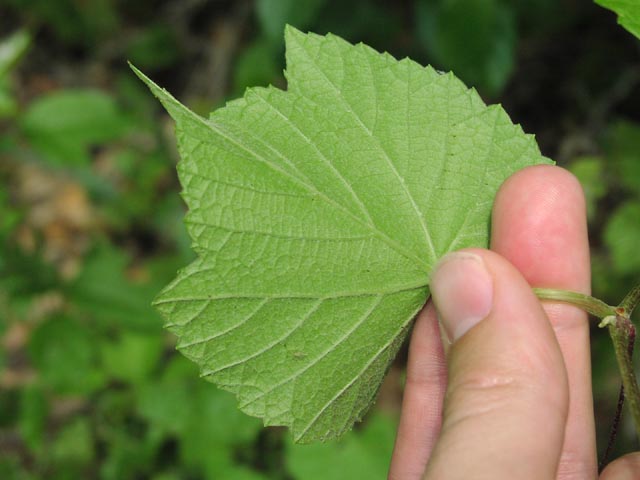 Vitis berlandieri leafunderside.jpg (42190 bytes)