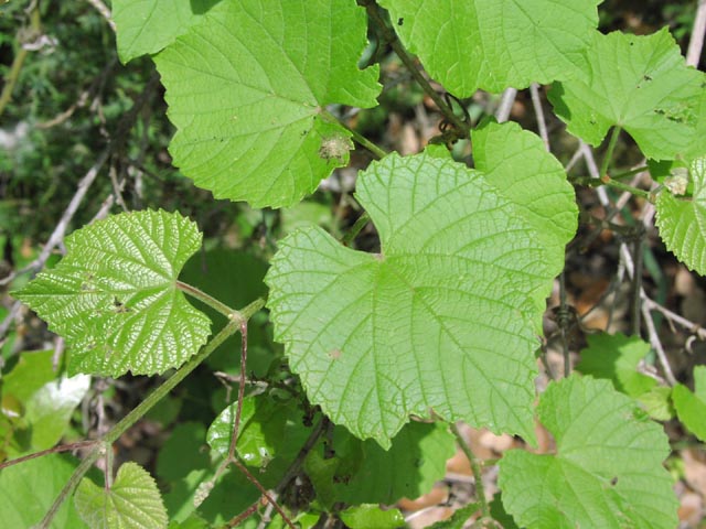 Vitis berlandieri leaves.jpg (72541 bytes)