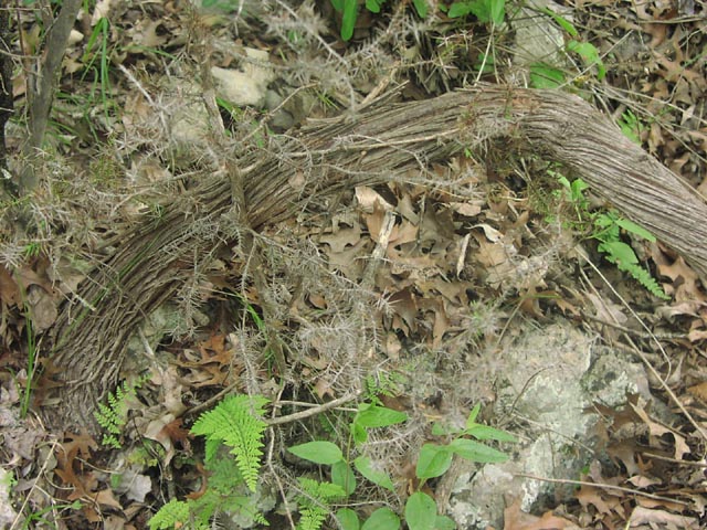 Vitis mustangensis trunk.jpg (115271 bytes)