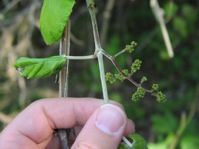 Vitis mustangensis younginflorescence.jpg (40151 bytes)