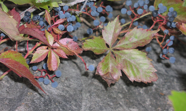 parthenocissus.quinquefolia.fallcolor.jpg (81092 bytes)