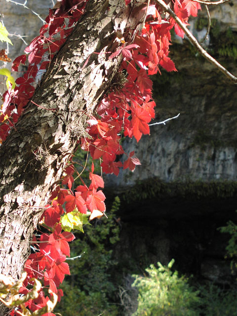 Parthenocissus quinquefolia