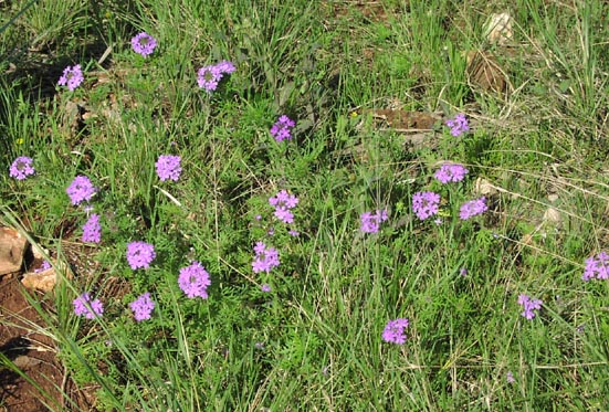 Verbena bipinnatifida habit5.jpg (109049 bytes)