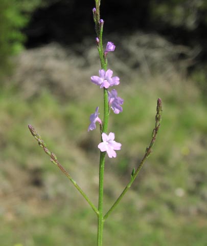 Verbena halei flowers.jpg (23077 bytes)