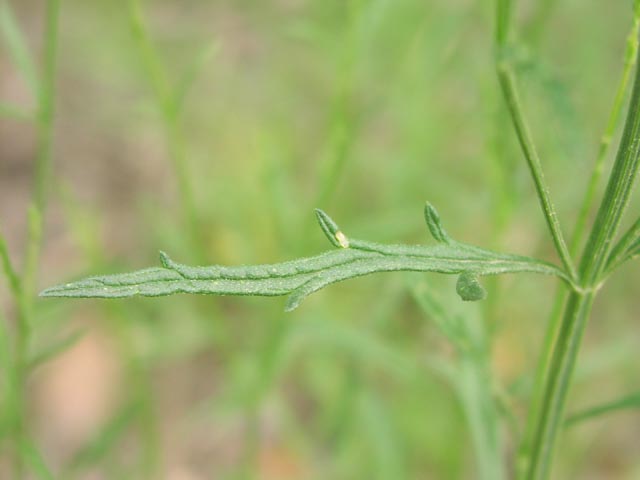 Verbena halei leaf.jpg (25045 bytes)