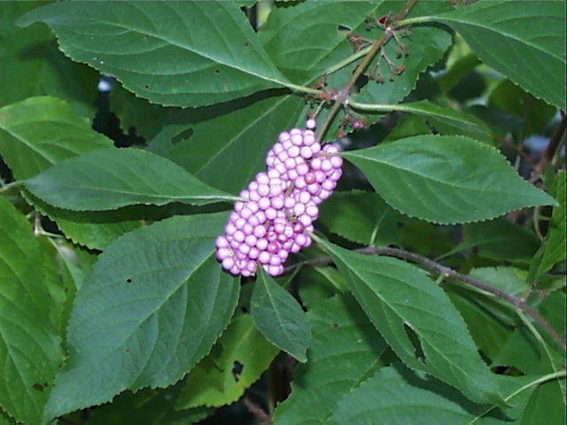 verben.callicarpa.americana.frt.jpg (53754 bytes)