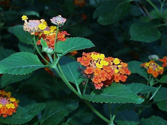 verben.lantana.horrida.infl.jpg (50396 bytes)