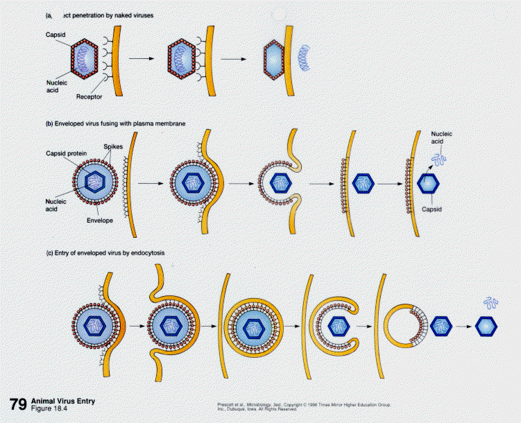virology virology