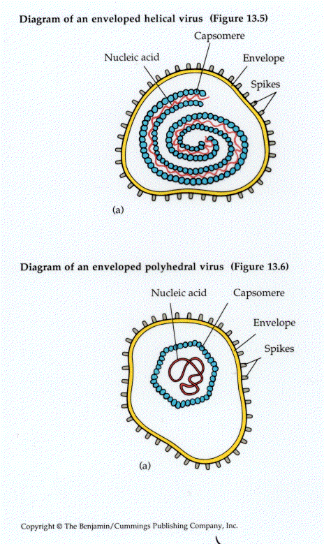 virology