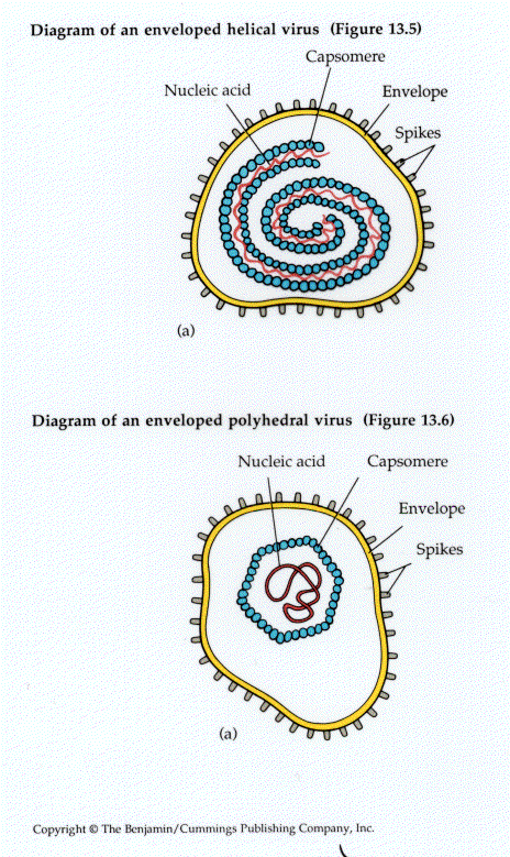 virology virology