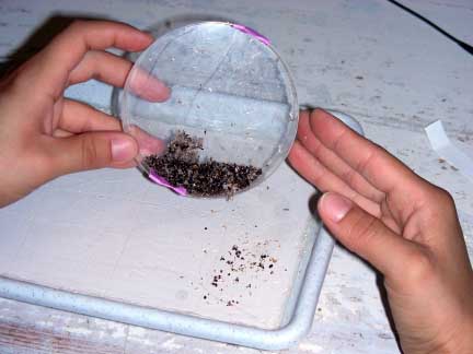 Depositing Phorid fly Pupae on Plaster