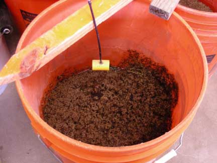 Fire Ant dripping in bucket